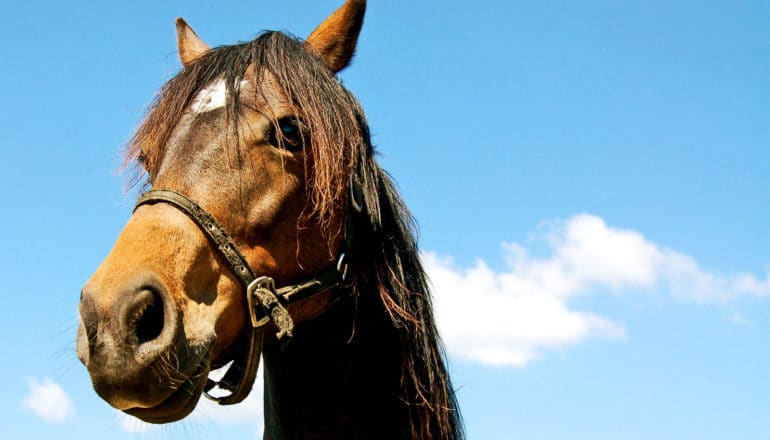 A horses head over a fence against a blue sky