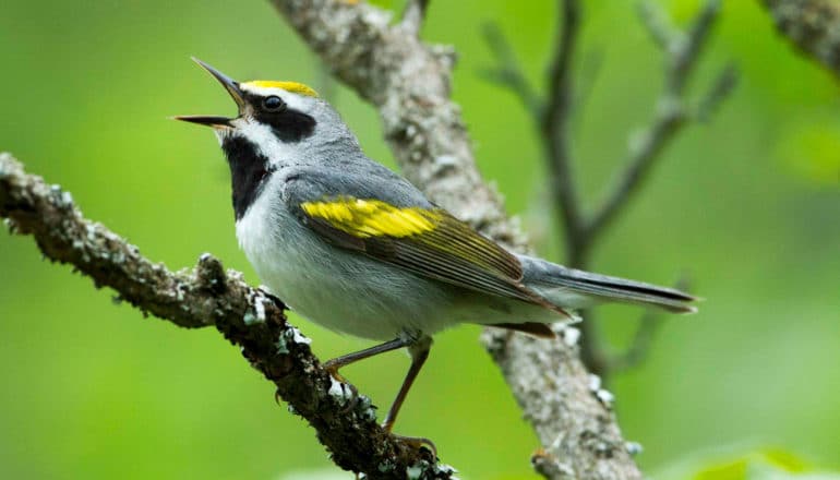 little bird with yellow cap, black eye area, black throat patch, and yellow on wings