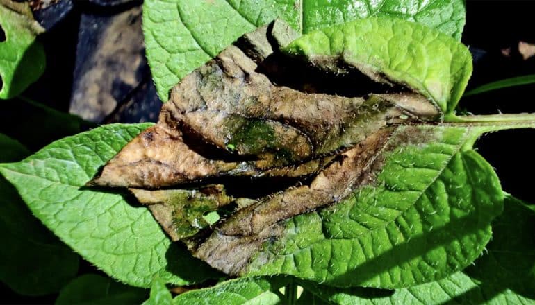 A dead leaf rots among other green leaves