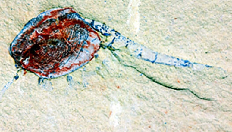 shrimpy fossil