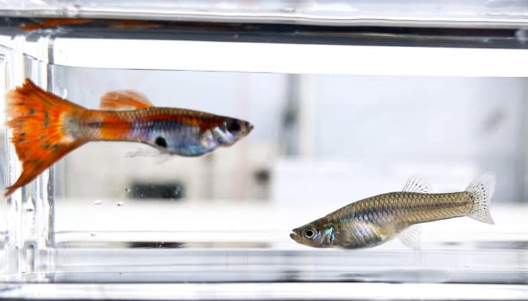 An orange and blue guppy and a gray-colored mosquitofish in a tank together