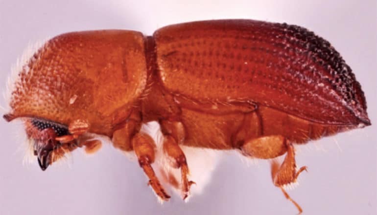 A side view of the Coptoborus starbuck beetle