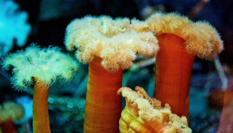 Plumose anemones underwater look orange and white