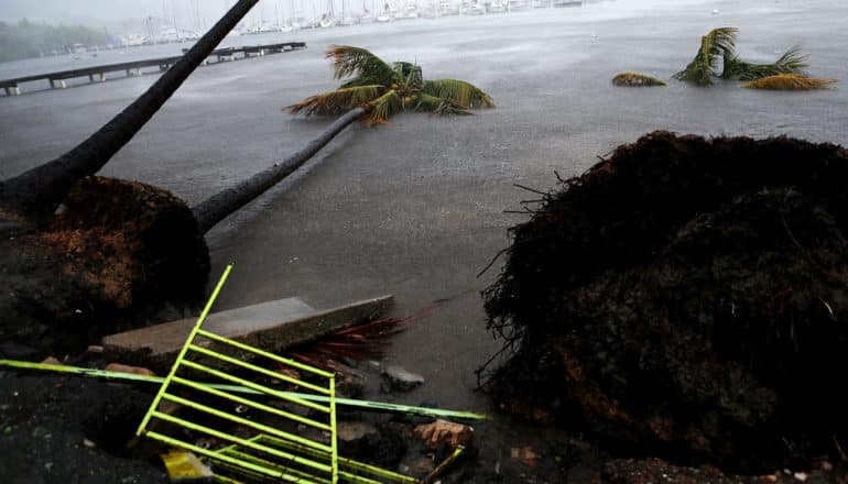 broken neon green fence and fallen palm trees in flood water