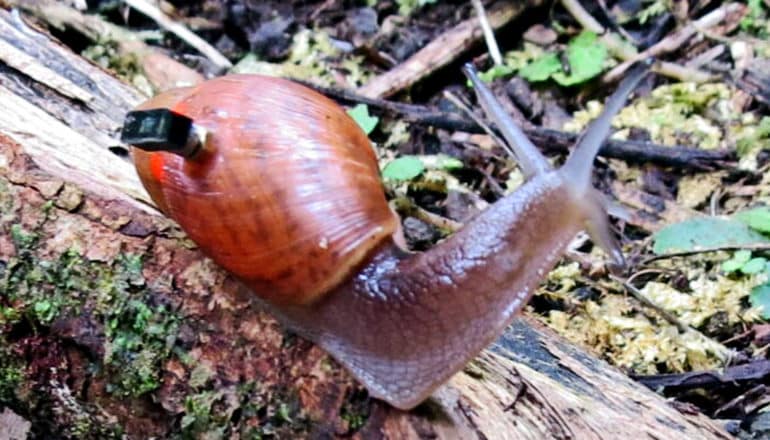 A snail has a small black attachment on its shell