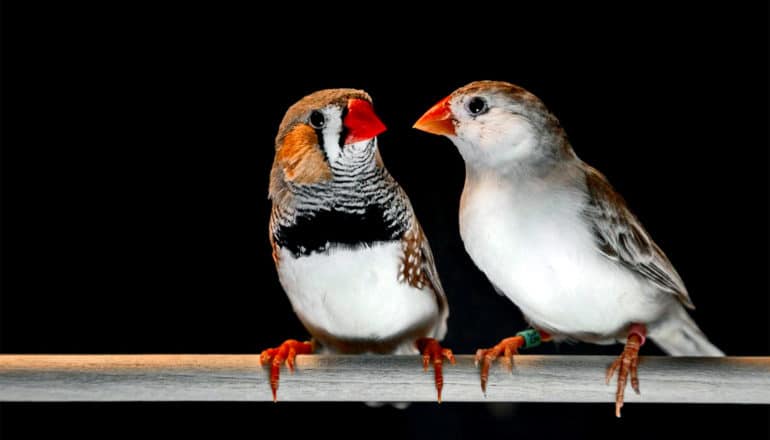 Two zebra finches next to each other on a beam