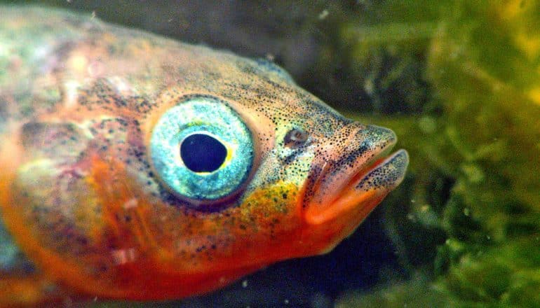 blue eye stickleback fish with red throat