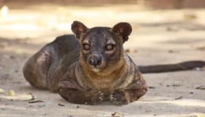 fosa -- cat-like mammal with round ears, a dog-like nose, and large paws