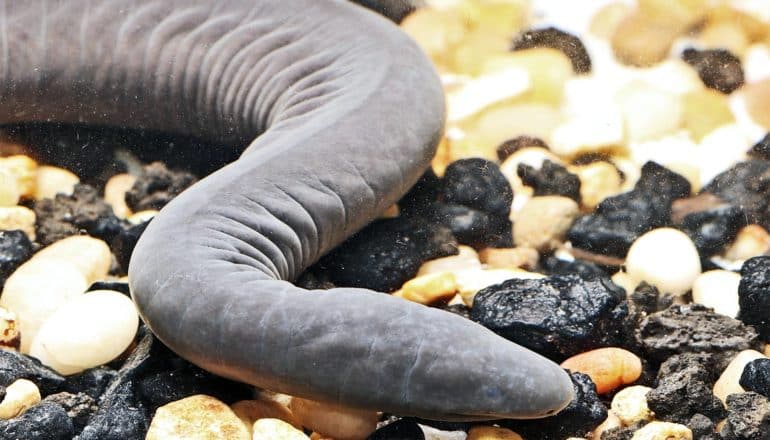 The amphibian looks like a gray snake, moving along rocks under water