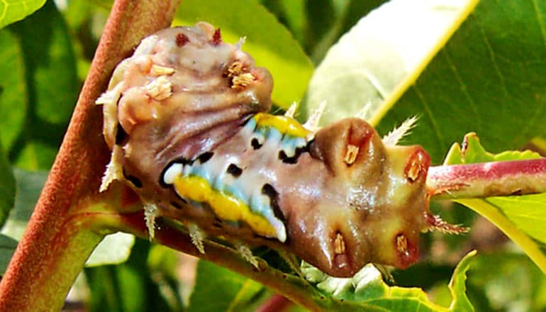 The cup moth caterpillar moves from one branch to another. It has a pinkish body, orange spikes, and blue, black, yellow lines on it's top