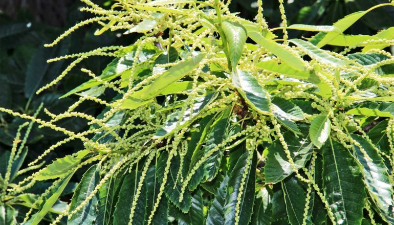 European chestnut leaves with yellow stalks coming out of them