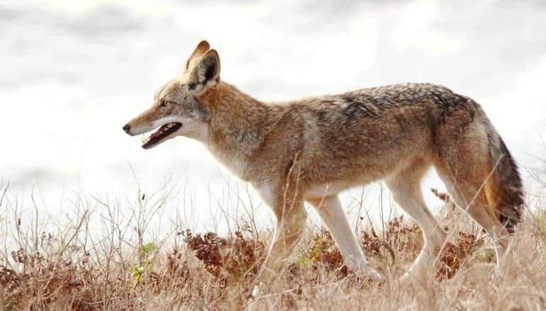 coyote walking in grass