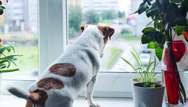 A dog waits by a window