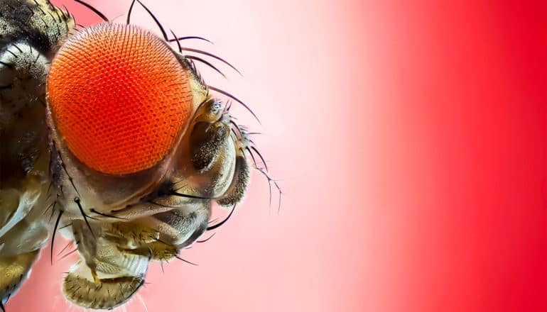 A close-up of a fruit fly's head on a red background