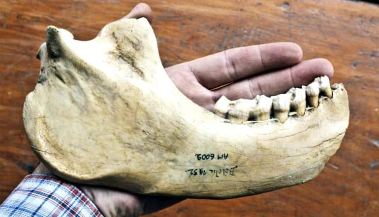 A large fossilized jawbone in a researchers hand