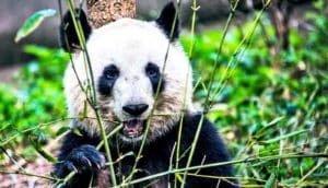 A giant panda chews bamboo chutes while sitting in a forest