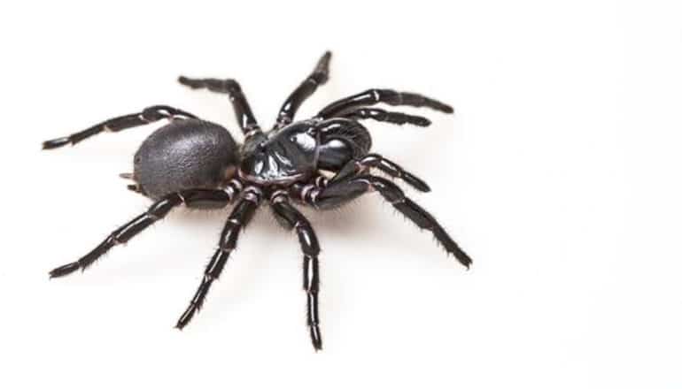 A black spider on a white background