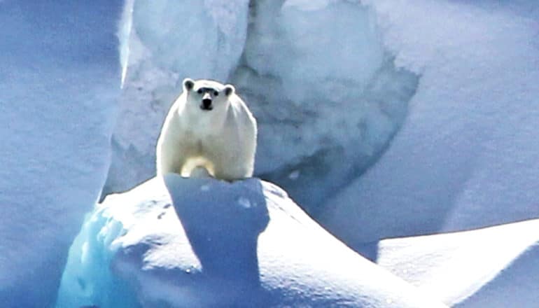 A polar bear on a large mound of ice and snow