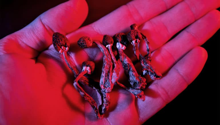 A person holds psychedelic mushrooms in their hand, illuminated with pink light