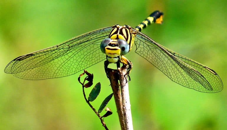 A black and yellow dragonfly sits on a branch with its wings spread