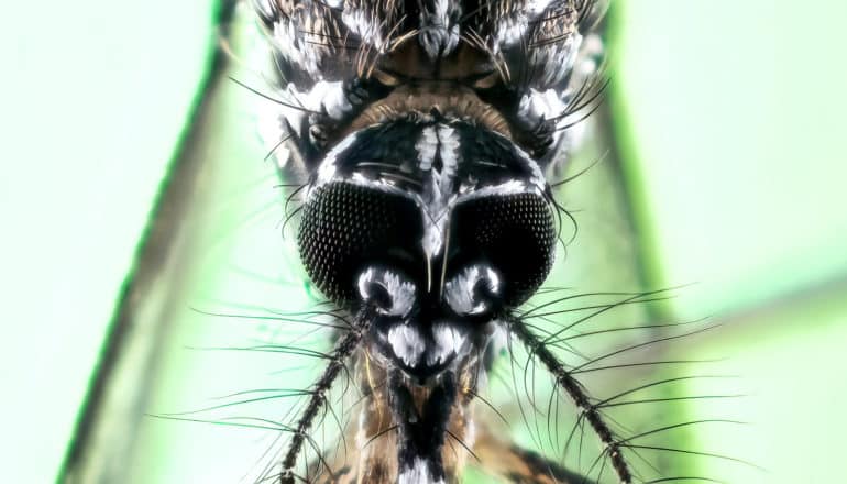 A super close-up of a mosquitoes face and eyes