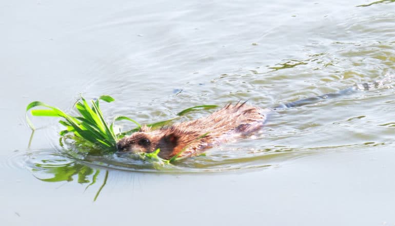 muskrat swims with grass in mouth