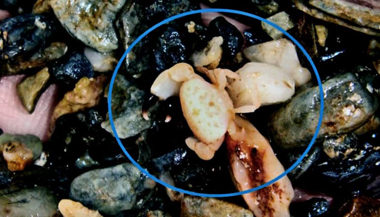 The new crab species among rocks in the palm of a researchers hand