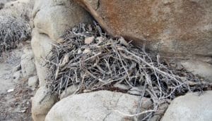 sticks and other bits in rock crevice