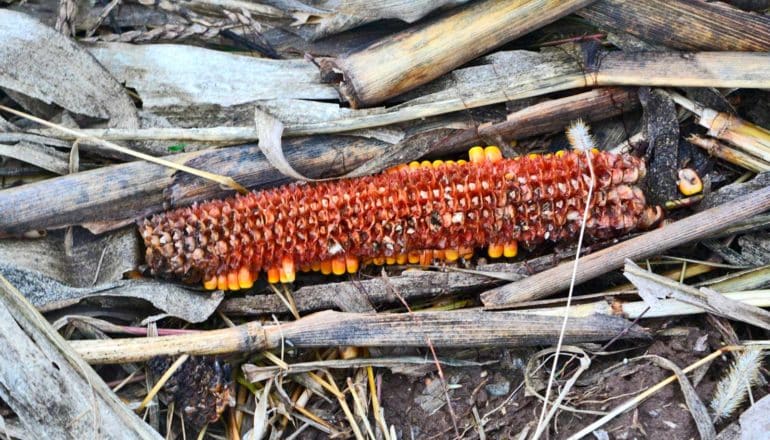 corn cob and leaves on ground