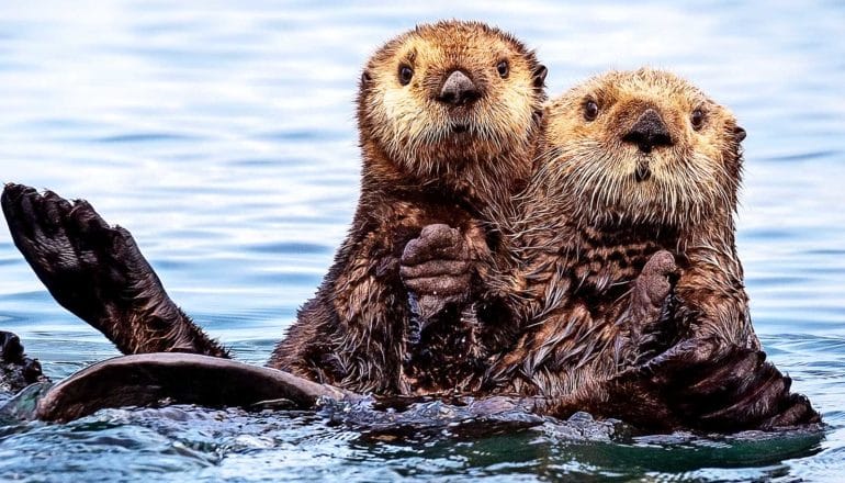 Two sea otters next to each other in the water