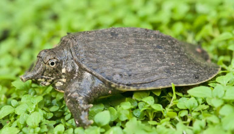 cute turtle with long nose in greenery