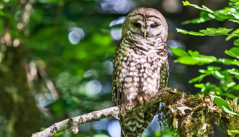 A spotted owl sits on a tree branch in a forest