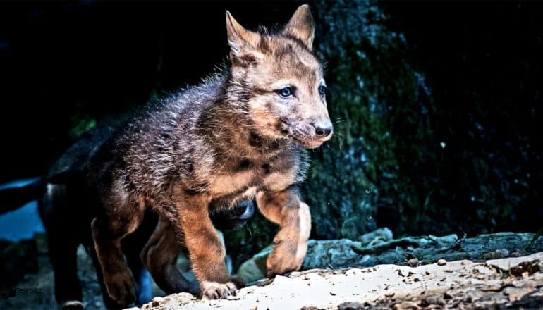 A wolf puppy walks out of a cave