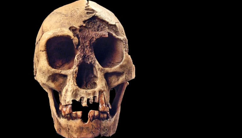 The Homo Floresiensis skull on a black background