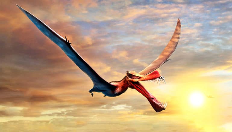 The large winged petrosaur flies through the sky at sunset