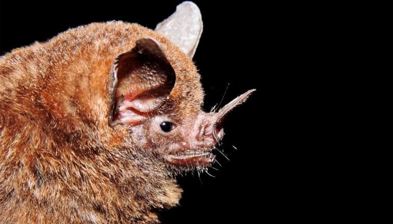 A bat's head in profile shows its large ears and short snout