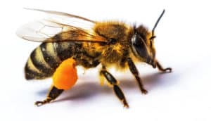 A close-up of a honey bee with an orange pellet of pollen around its hind leg