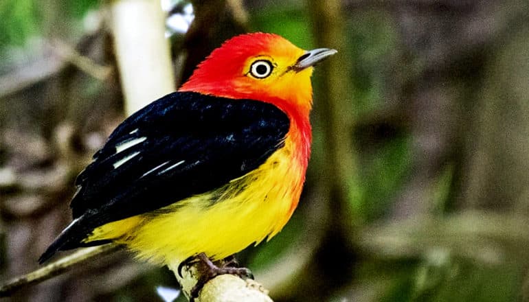 A band-tailed manakin has a yellow underbelly, a bright orange head with a large yellow eye, and a black wing and back