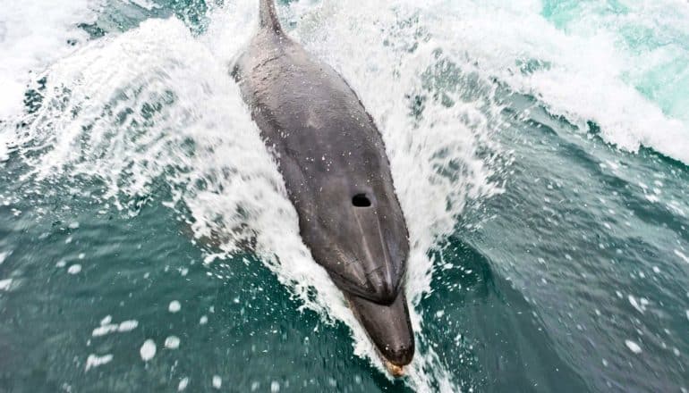 fast dolphin slicing through water