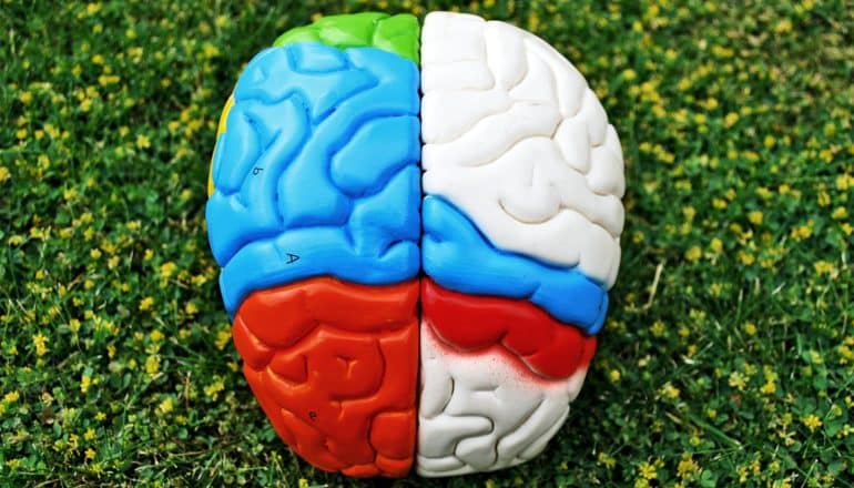 A colorful brain model sits on green grass