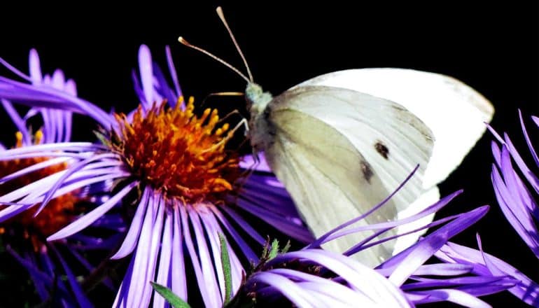 A white cabbage butterfly sits on a purple and orange flower