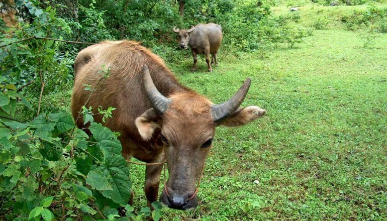 two cows in grassy area