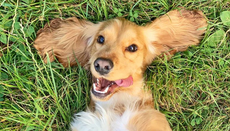 floppy dog in grass