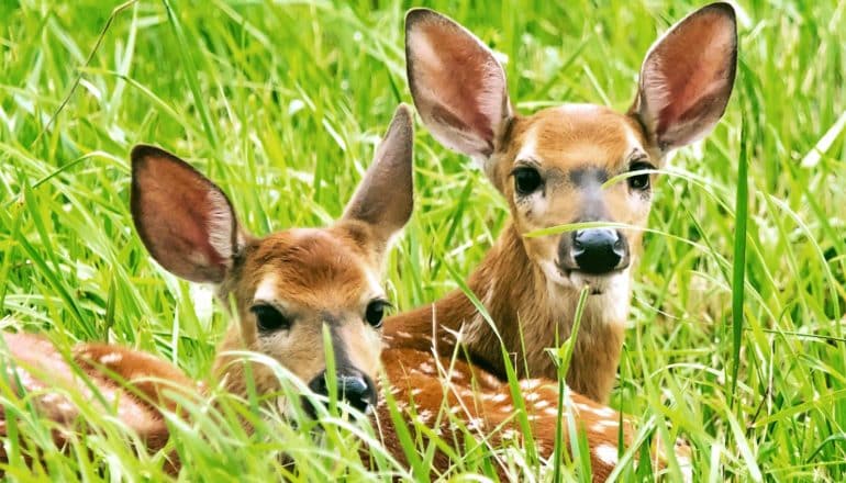 Two fawns lay in the grass