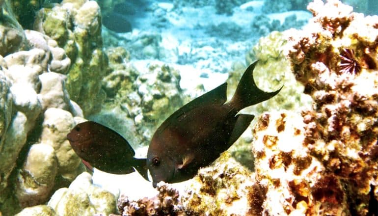 Two fish swim through a coral reef in blue ocean water