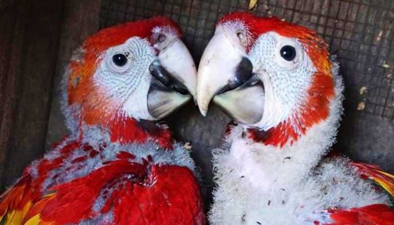 two macaw chicks with red feathers among white downy fluff