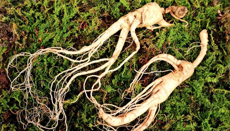 two gnarled white ginseng roots on moss