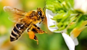 A honey bee flying next to a white flower has a pollen pellet on its hind leg