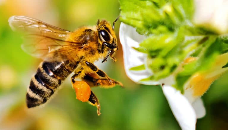 honey-bees-pollen-pellets-1600-futurity