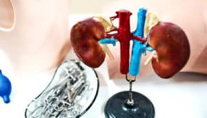 A kidney model on a table with medical supplies